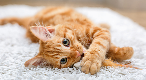 Teken bij katten