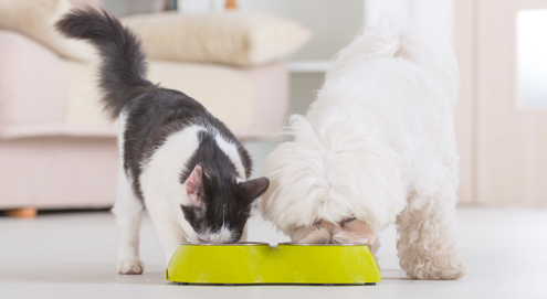The way to your pet's heart is through its stomach... Which food should I choose?