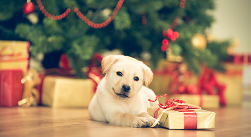 Tipps für die Weihnachtszeit