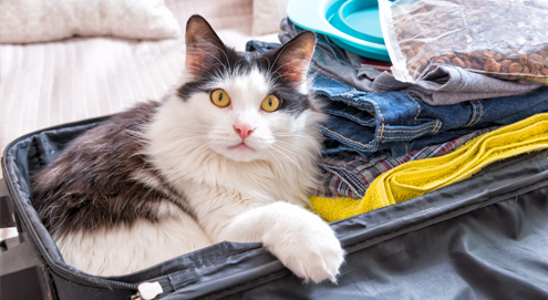 Tips for leaving your pet at home while going on a holiday