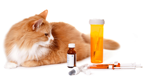 Tips voor het gebruik van tabletten, supplementen, zalven, kragen en hulpmiddelen