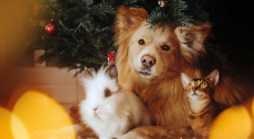 Tips voor veilige kerstdagen met je huisdier!