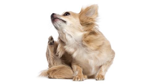 Teken bij honden en katten