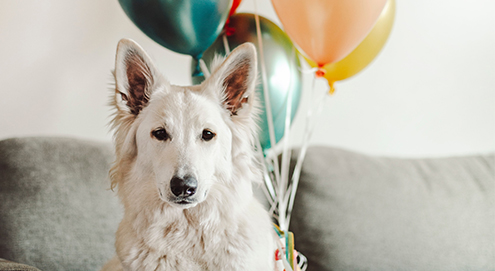 Top 5 cadeautjes voor dierendag!