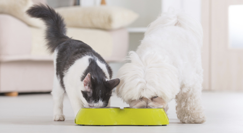 Tout sur les aliments diététiques pour votre chien et chat