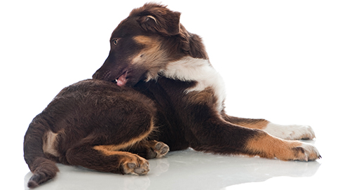 Votre chien souffre-t-il de problèmes de peau ?