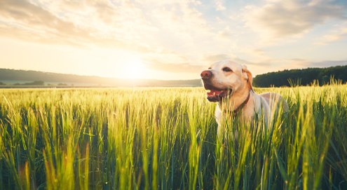 Waarom zijn grasaren gevaarlijk voor je hond?