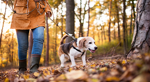 Wat mag een hond niet eten?
