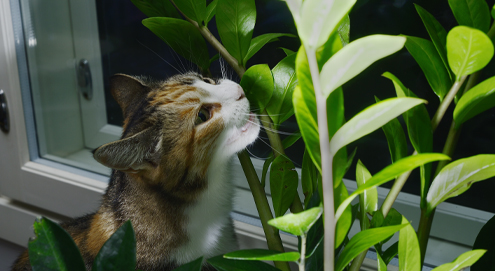 Welke planten zijn giftig voor uw kat?