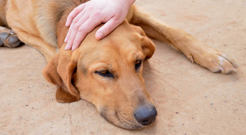 What is toxic for your pet?