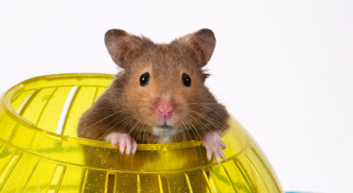 Which rodent is right for me?