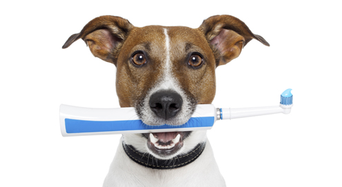Your dog's teeth