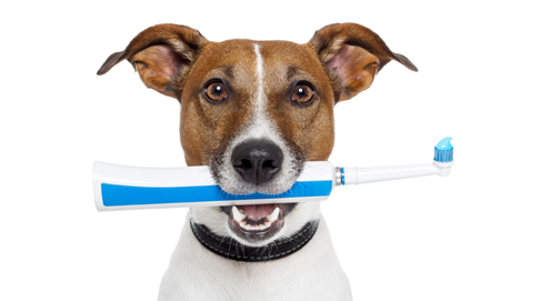 Zahnprobleme bei Hunden
