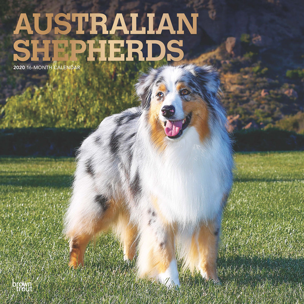 Australian Shepherds Kalender 2020 | Bestellen