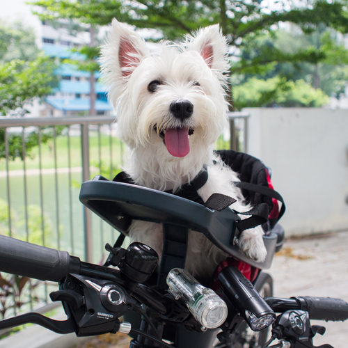 buddy rider dog