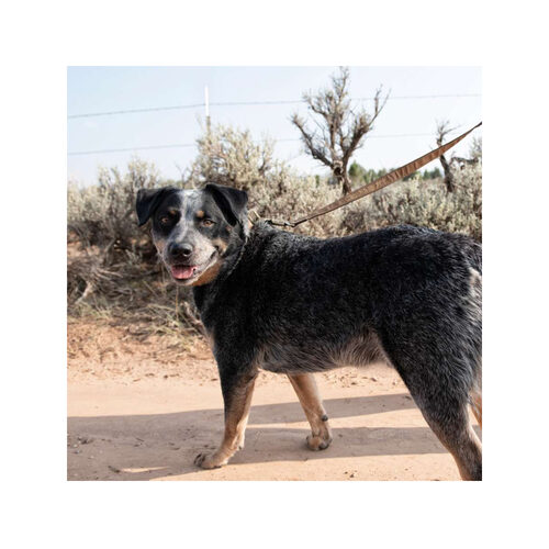 Carhartt Journeyman Leash Hundeleine