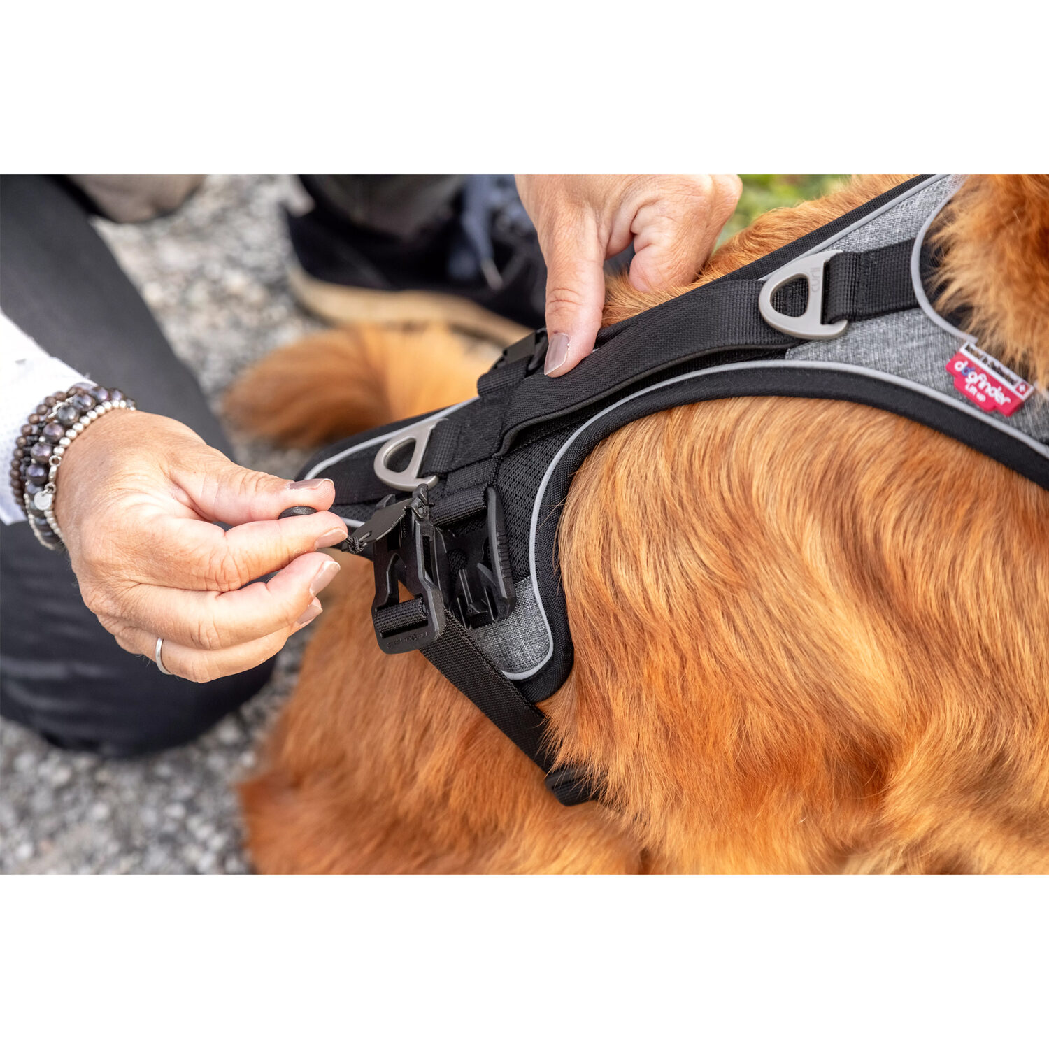 Curli Belka Comfort Harness I Honden