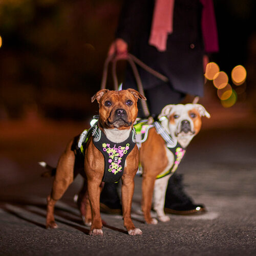 Hurtta Weekend Warrior Harnas Hond Bestellen