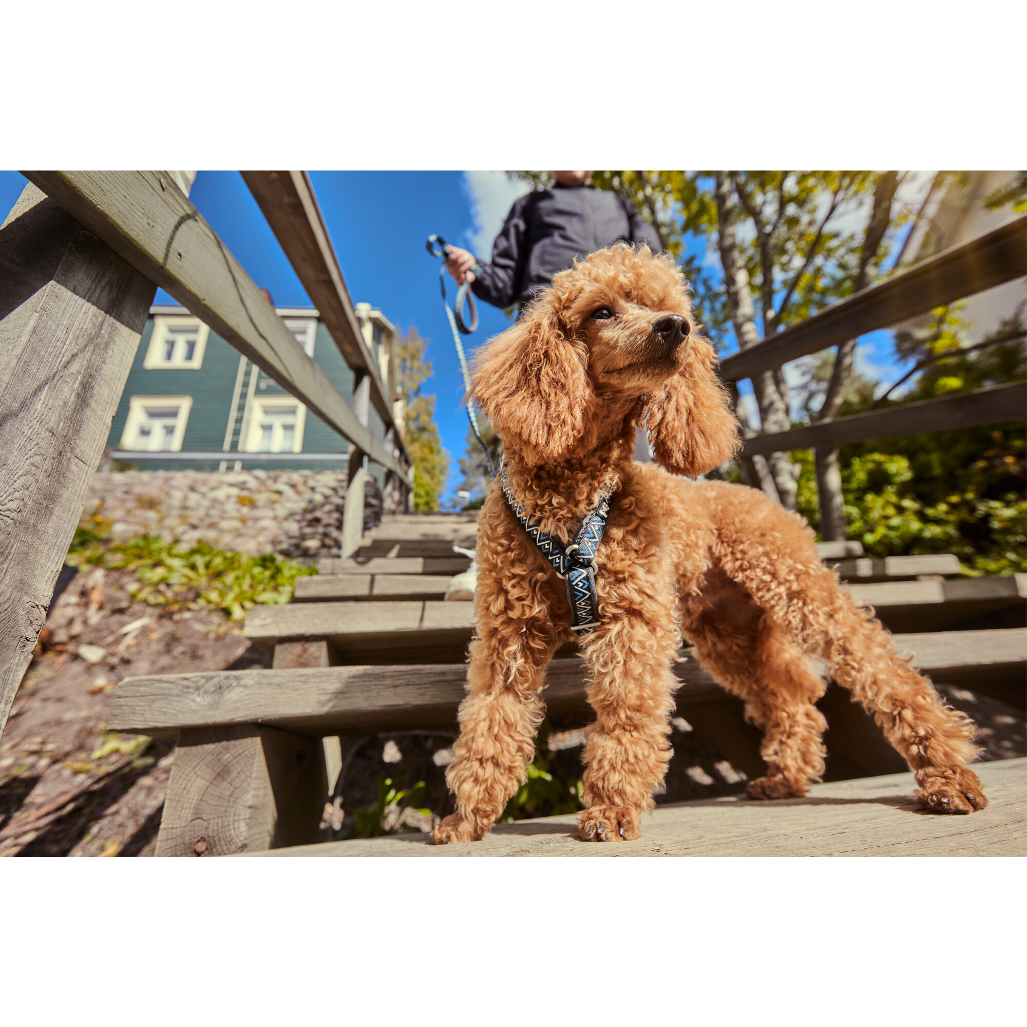 Hurtta Razzle Dazzle YHarness Geschirr Bestell