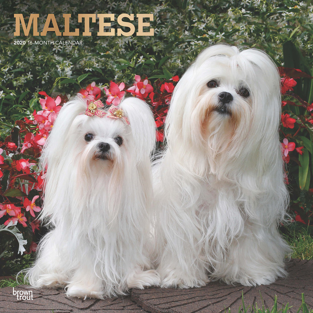 Maltese Kalender 2020 | Hunde | Bestellen