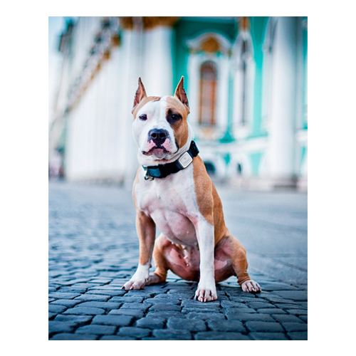 kippy pet finder