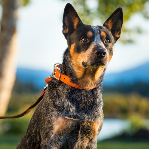 ruffwear timberline collar