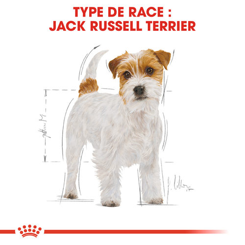 Royal Canin Jack Russell Terrier Adult Alimentation Pour Chiens