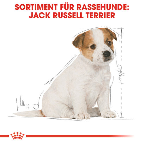 royal canin jack russell junior