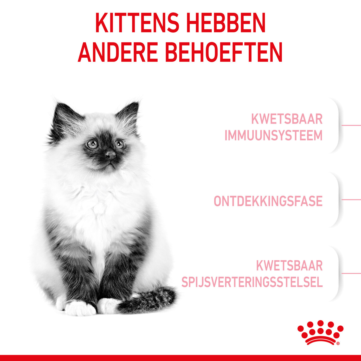 Royal Canin Maine Coon Adult - Kattenvoer - 10 kg 2 kg aanbieding bij Zooplus Royal Canin Maine Coon Adult - Kattenvoer - 10 kg 2 kg aanbieding bij Zooplus