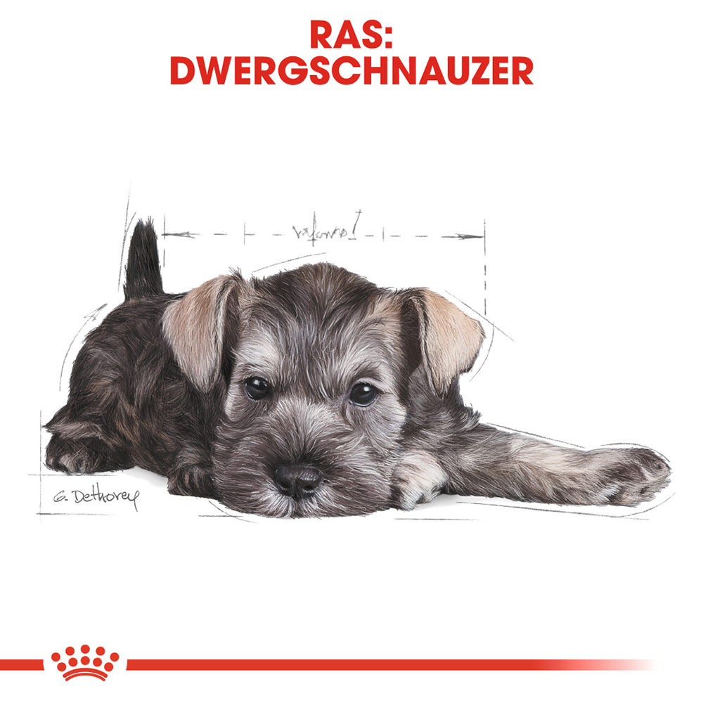 Royal Canin Mini Schnauzer Puppy Hond Bestel