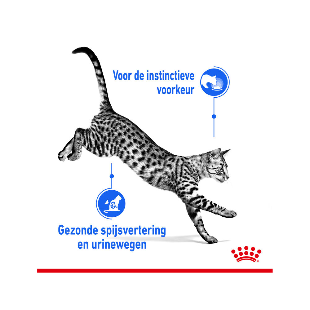 Royal Canin Sterilised Indoor in Gravy | Katten