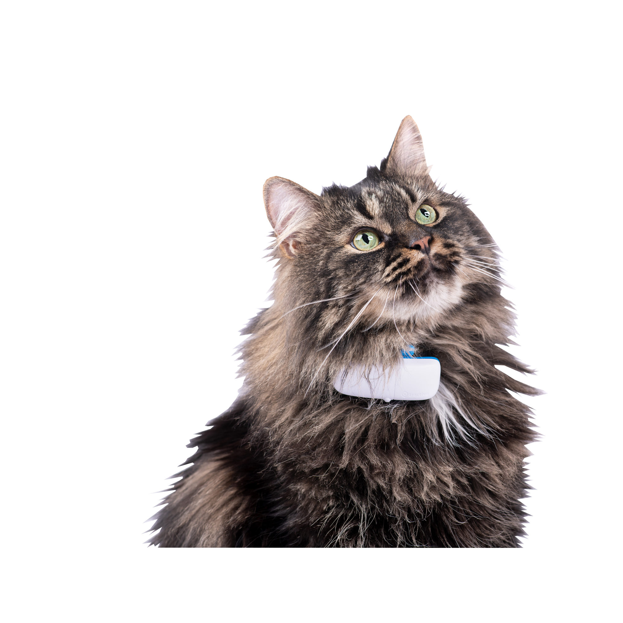 Tractive GPS Tracker IKATI Katze GPS Bestellen