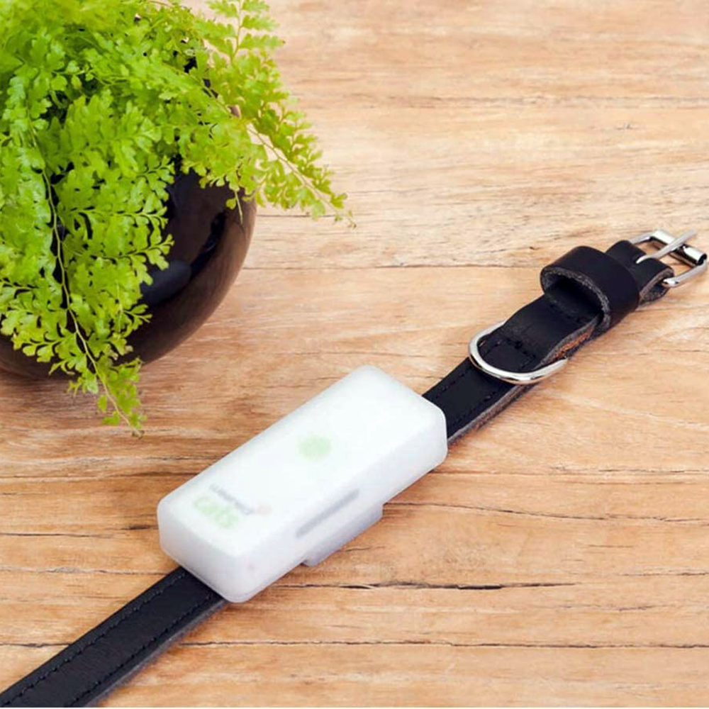 Weenect GPS Tracker Katze GPS Bestellen