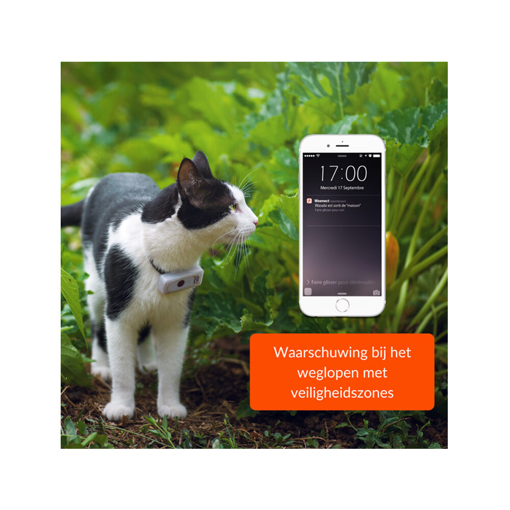 Weenect GPS Tracker Kat GPS Tracker Bestellen