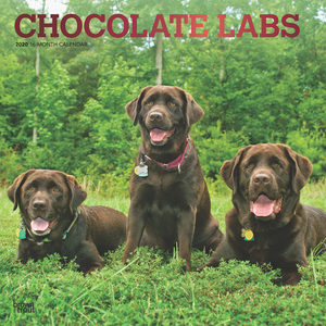 Chocolate Labrador Retriever Kalender 2020