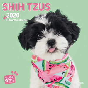 Studio Pets Shih Tzu Kalender 2020